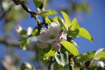  White fresh apple tree bud fertile blossom