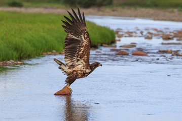 White-tailed eagle (Haliaeetus albicilla). A beautiful big eagle spreads its wings and takes off. A wild bird in its natural habitat. Birdwatching. Wildlife of the Arctic. Chukotka, Siberia, Russia.