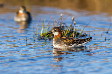 Red-necked phalarope (Phalaropus lobatus). A beautiful little bird is floating on the water. Wild birds in their natural habitat in the tundra. Birdwatching. Wildlife of the Arctic. Chukotka, Russia.