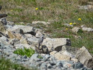 A bird sitting on a stone