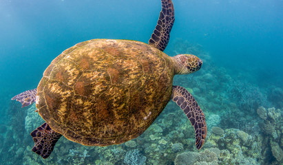 Green sea turtle swimming among colorful coral reef in beautiful clear water