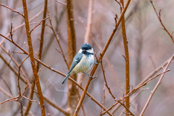 Cole Tit - Inverness