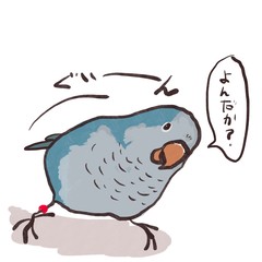 首をかしげて見つめてくるオキナインコ１