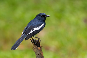 Fototapeta premium Oriental Magpie-robin - Copsychus saularis, beautiful black nad white perching bird from Asian woodlands, Mutiara Taman Negara, Malaysia.