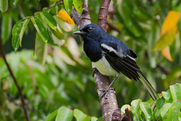 Oriental Magpie-robin - Copsychus saularis, beautiful black nad white perching bird from Asian woodlands, Mutiara Taman Negara, Malaysia.