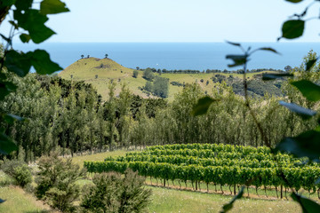 Vineyards of Waiheke Island, New Zealand - 339486866