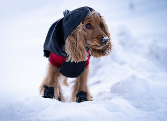 dog in winter