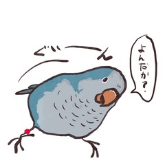 首をかしげて見つめてくるオキナインコ２