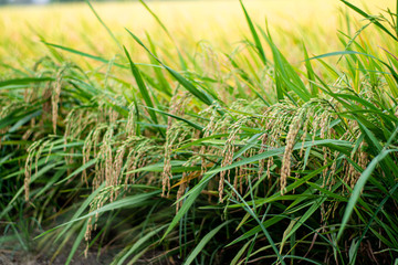 Yellow rice fields in Thailand