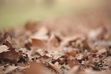 Dried leaves that have fallen off a tree laying on the ground under a tree during autumn going into winter.