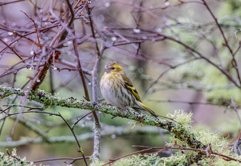 Siskin - Inverness