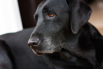 Close up of healthy, alert elderly black labrador with gentle amber coloured eyes looking to the right. Soft out of focus background.