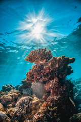 Colorful coral in crystal clear water with sunburst shining through the surface - obrazy, fototapety, plakaty
