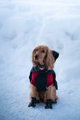 dog in winter