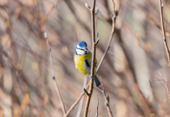 Blue tit - Inverness