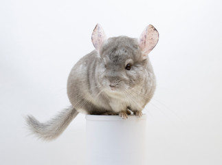 Cute furry chinchilla sitting on a tube white background