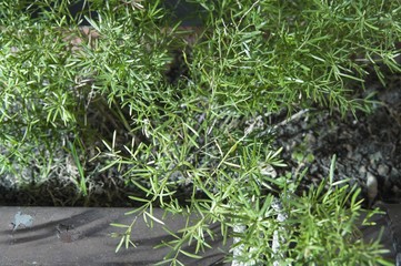 rosemary plant mature to be harvested
