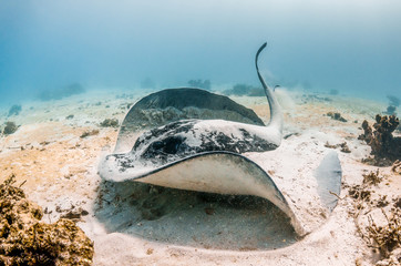 Stingray resting on sandy sea floor