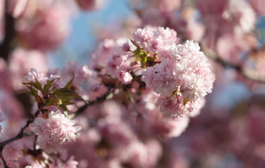 Sakura tree flowers