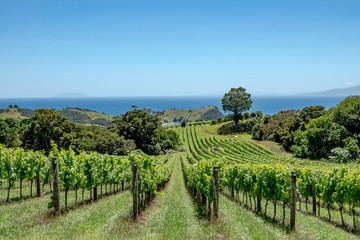 Fototapeta na wymiar Waiheke Island vineyard, Auckland region, New Zealand