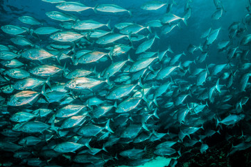 Fototapeta na wymiar Pelagic fish schooling together in crystal clear water