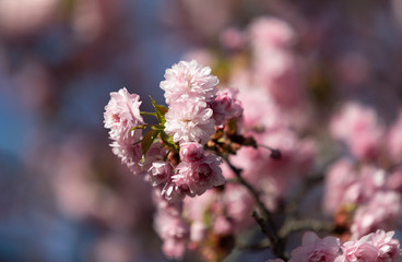 Sakura tree flowers