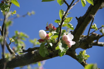  White fresh apple tree bud fertile blossom
