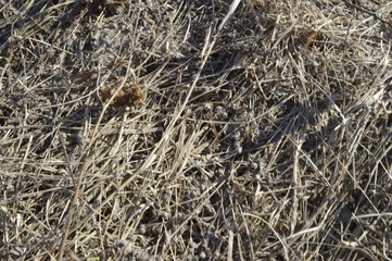 dry grass texture