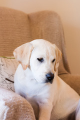 Close up of sweet puppy sitting on armchair looking down wistful expression. Background is soft focus cream and beige tones.