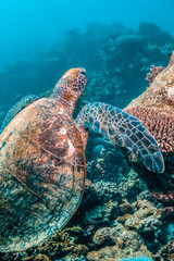 Green sea turtle swimming among colorful coral reef in beautiful clear water