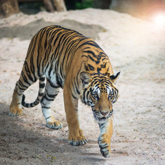 The tiger walked in to find what he was interested in.