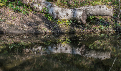 Reflections