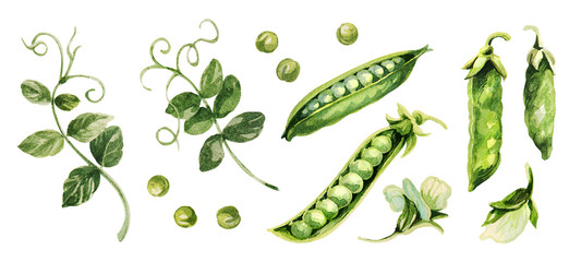 Green peas.  Hand drawing watercolor. Can be used for postcards, stickers, encyclopedias, menus, ingredients of dishes. Style design for the label, cover, prints .