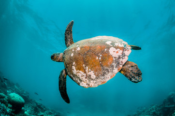 Green sea turtle swimming among colorful coral reef in beautiful clear water