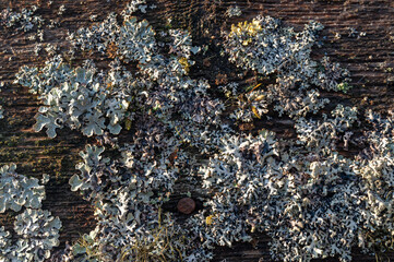 old boards of overgrown moss