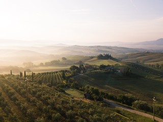 vineyard in tuscany