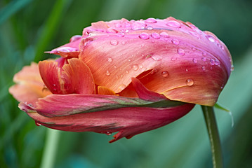 tulipan pierzasty