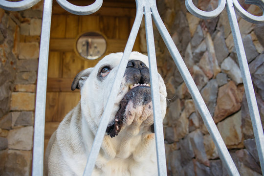 English bulldog with pleading expression stands behind a locked white wrought iron gate looking upwards. Staying home, locked in, left behind concept.
