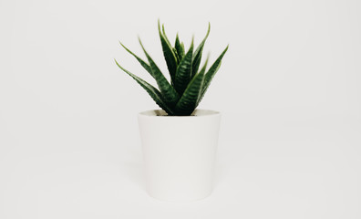 A green plant for your room