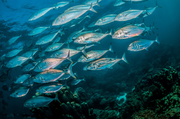 Fototapeta na wymiar Pelagic fish schooling together in crystal clear water