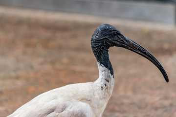 Obraz premium Australian White Ibis bird, close up photo. 
