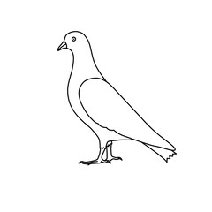 Outline pigeon dove icon vector isolated on white background