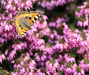 Pink Erica Carnea flowers (Winter Hit) and a butterfly in a spring garden