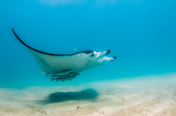 Manta ray swimming in the wild, in clear turquoise water
