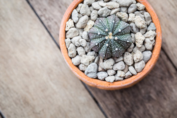Vintage color soft light tone of cactus in Clay pots on wooden background. 