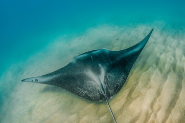 Manta ray swimming in the wild, in clear turquoise water