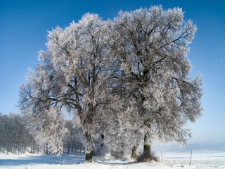 drzewa zimą