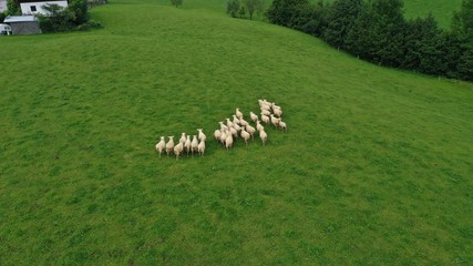 Aerial view of flock of sheep grazing on green meadow in Tyrol village, Hallstatt, Austria. Beautiful rural landscape with domestic farm animals.
