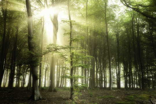 De eerste zonnestralen van een mooie lentedag komen door de bladeren van de bomen van de Ieperse Bossen.