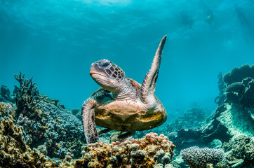 Fototapeta na wymiar Green turtle swimming among colorful coral reef formations in the wild